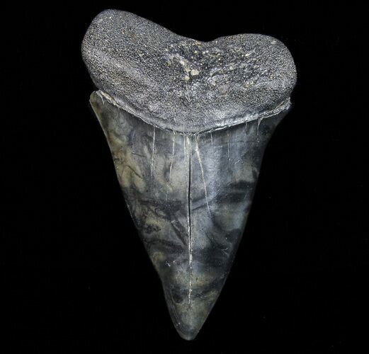 Huge, Fossil Mako Shark Tooth - Georgia #75050